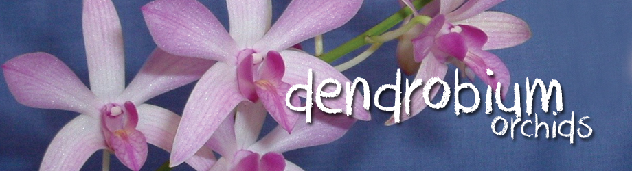 How To Grow Dendrobium Orchids | Searles Gardening